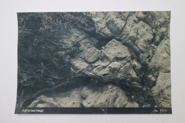 Wurzeln, Kontaktkopie von gerastertem Negativ auf Bütten, Kaffee-Tonung